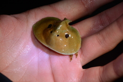 Cryptolithodes sitchensis