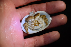 Cryptolithodes sitchensis