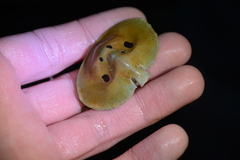 Cryptolithodes sitchensis