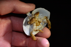 Cryptolithodes sitchensis