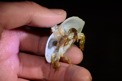 Cryptolithodes sitchensis