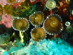 Palythoa