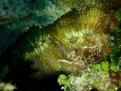 Lobophylliidae
