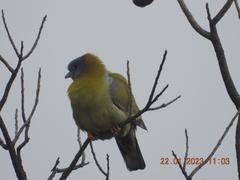 Treron phoenicopterus