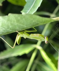 Mantodea