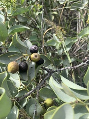 Santalum ellipticum