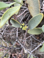 Santalum ellipticum
