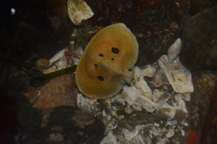 Cryptolithodes sitchensis