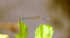 Pseudagrion rubriceps