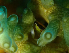 Tetralia nigrolineata