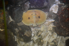 Cryptolithodes sitchensis