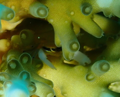 Tetralia nigrolineata