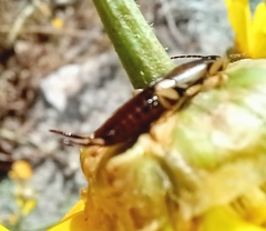 Forficula smyrnensis