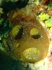 Tetillidae