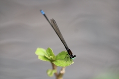 Pseudagrion indicum