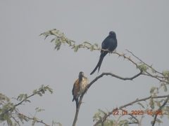 Dinopium benghalense