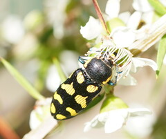 Castiarina octospilota