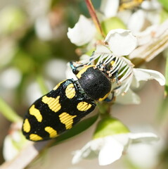 Castiarina octospilota