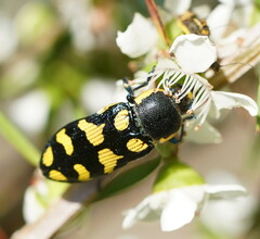 Castiarina octospilota
