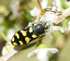 Castiarina octospilota