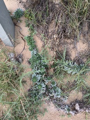 Heliotropium anomalum