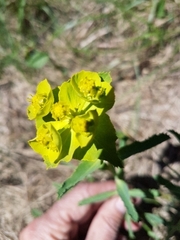 Euphorbia serrata