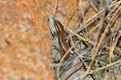 Oligosoma