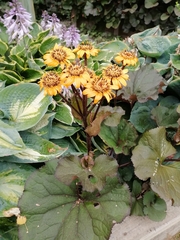 Ligularia dentata