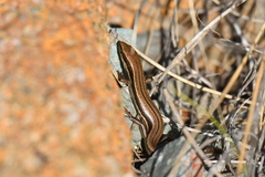 Oligosoma