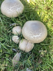 Agaricus xanthodermus