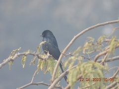 Dicrurus macrocercus