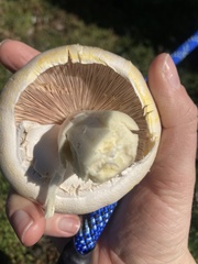Agaricus xanthodermus