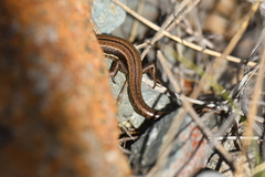 Oligosoma