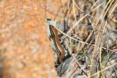 Oligosoma