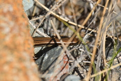 Oligosoma