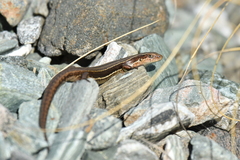 Oligosoma
