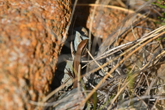 Oligosoma