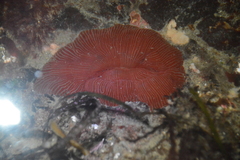 Epiactis lisbethae