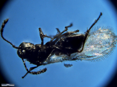 Kleidotoma