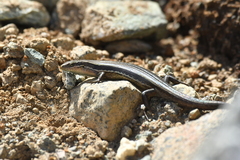 Oligosoma