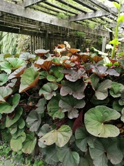 Ligularia dentata