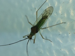 Felisacus elegantulus