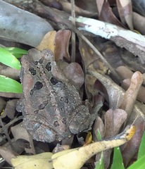 Rhinella marina
