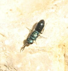 Trichrysis cyanea
