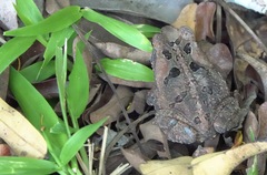 Rhinella marina