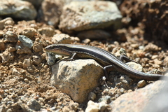 Oligosoma