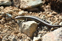 Oligosoma