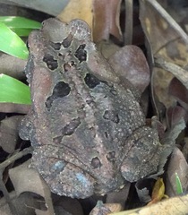 Rhinella marina