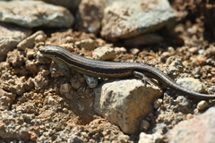 Oligosoma
