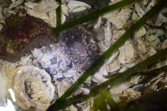 Aeolidia